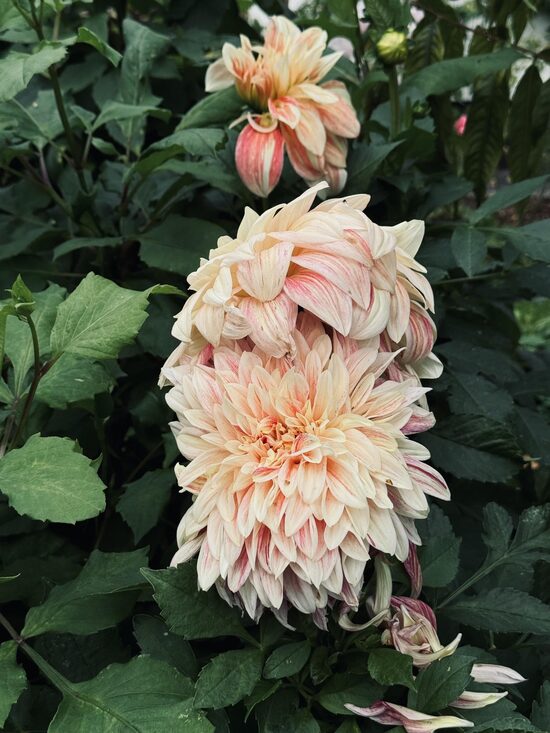 Dahlia "Ice Cube"